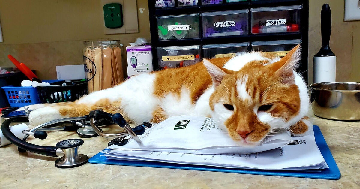 Veterinary Clinic in Cedar Springs, MI Cedar Animal Hospital